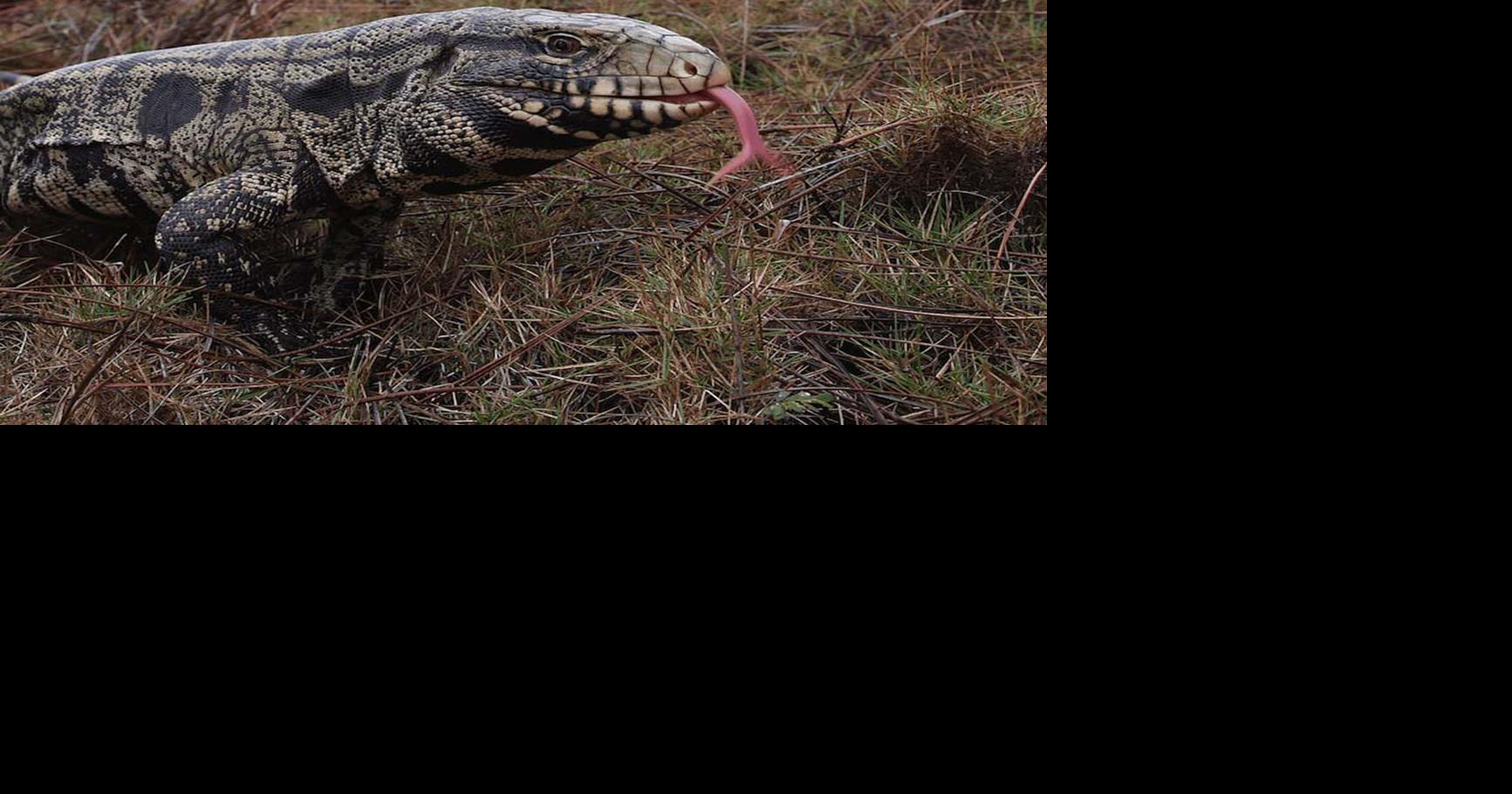 UGA-led training prepares citizens to identify, report nature’s foreign ...