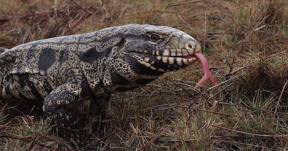 UGA-led training prepares citizens to identify, report nature’s foreign ...