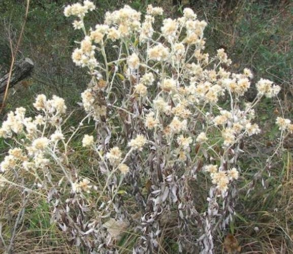 where to buy rabbit tobacco tincture- wild foraged tinctured dry - Online About Rabbit-tobacco - Maryland Biodiversity