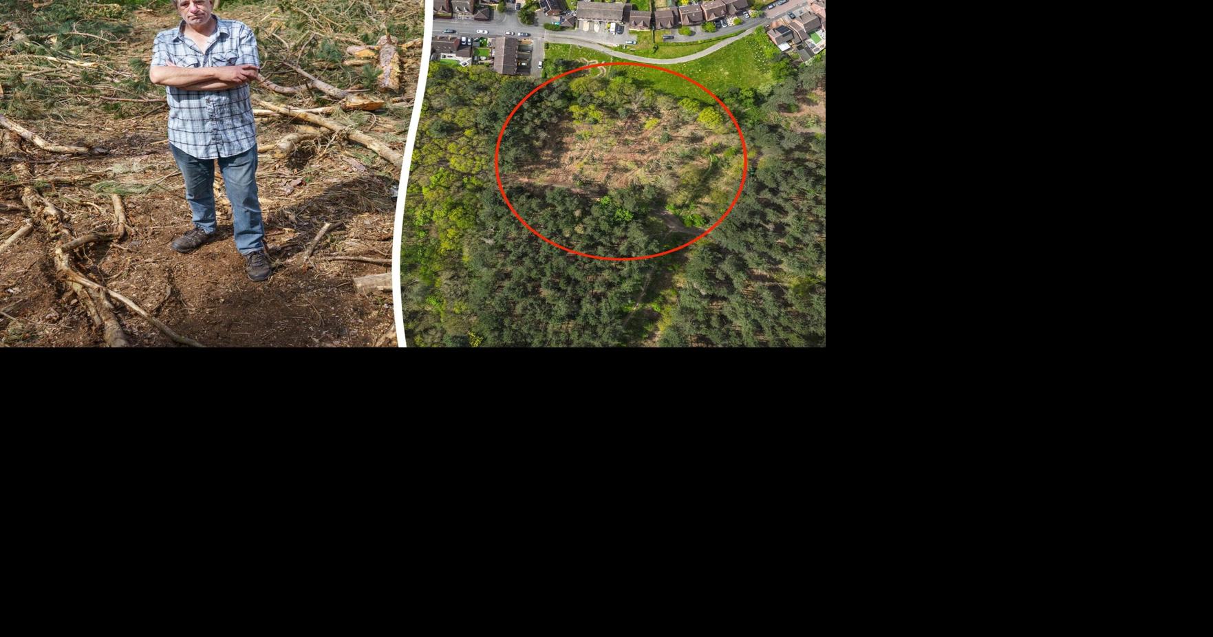 Workers chop trees in famous Sherwood Forest from Robin Hood | National ...