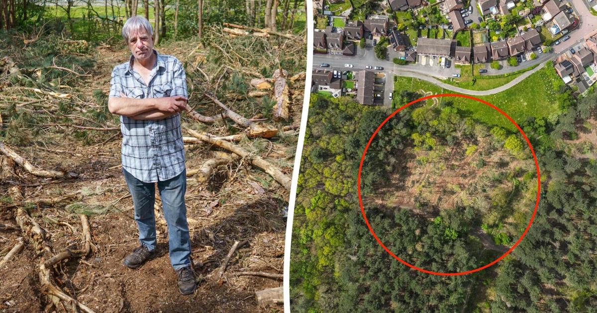 Workers chop trees in famous Sherwood Forest from Robin Hood | National ...