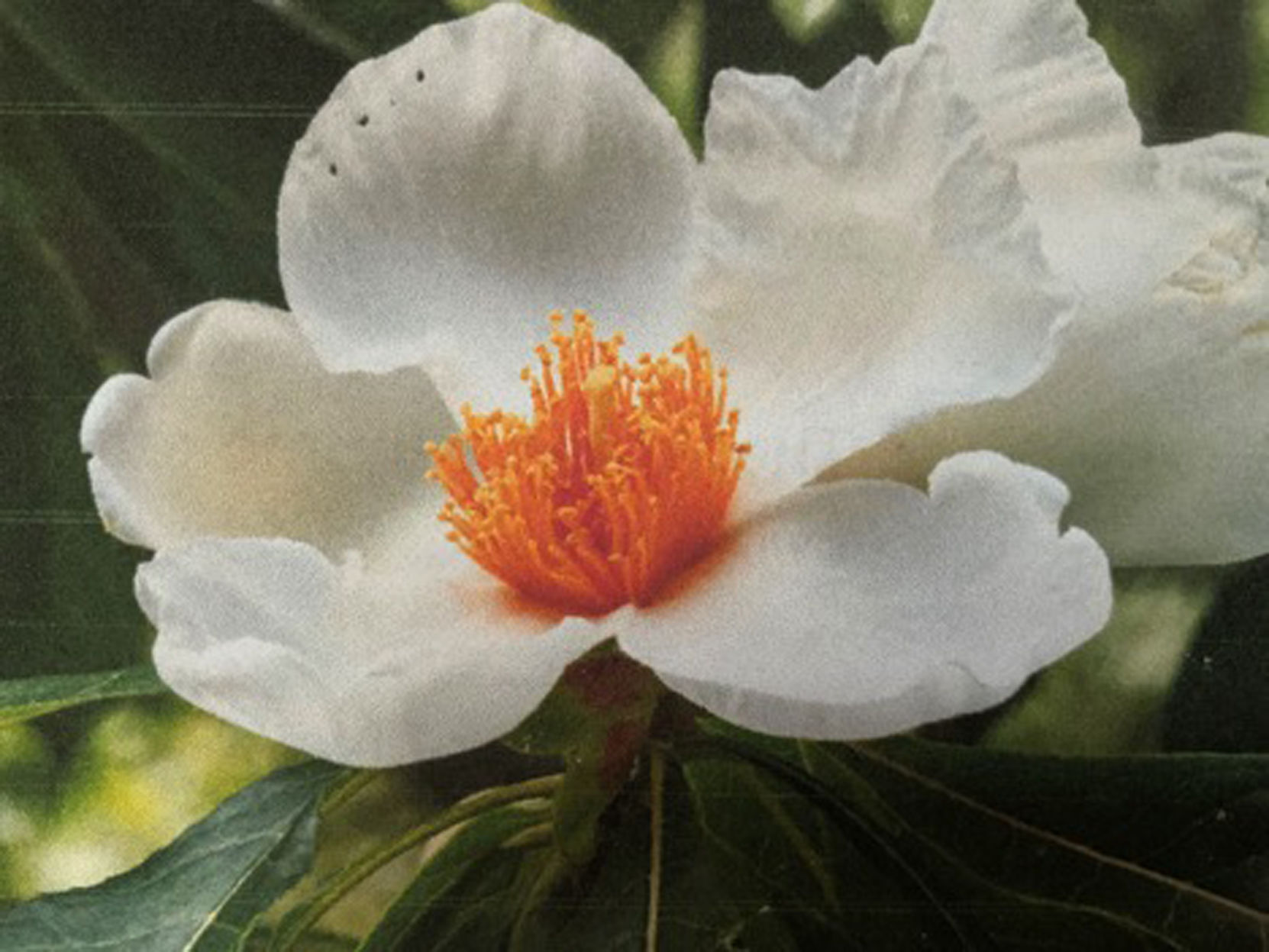 Franklinia Alatamaha - Vimarsana News