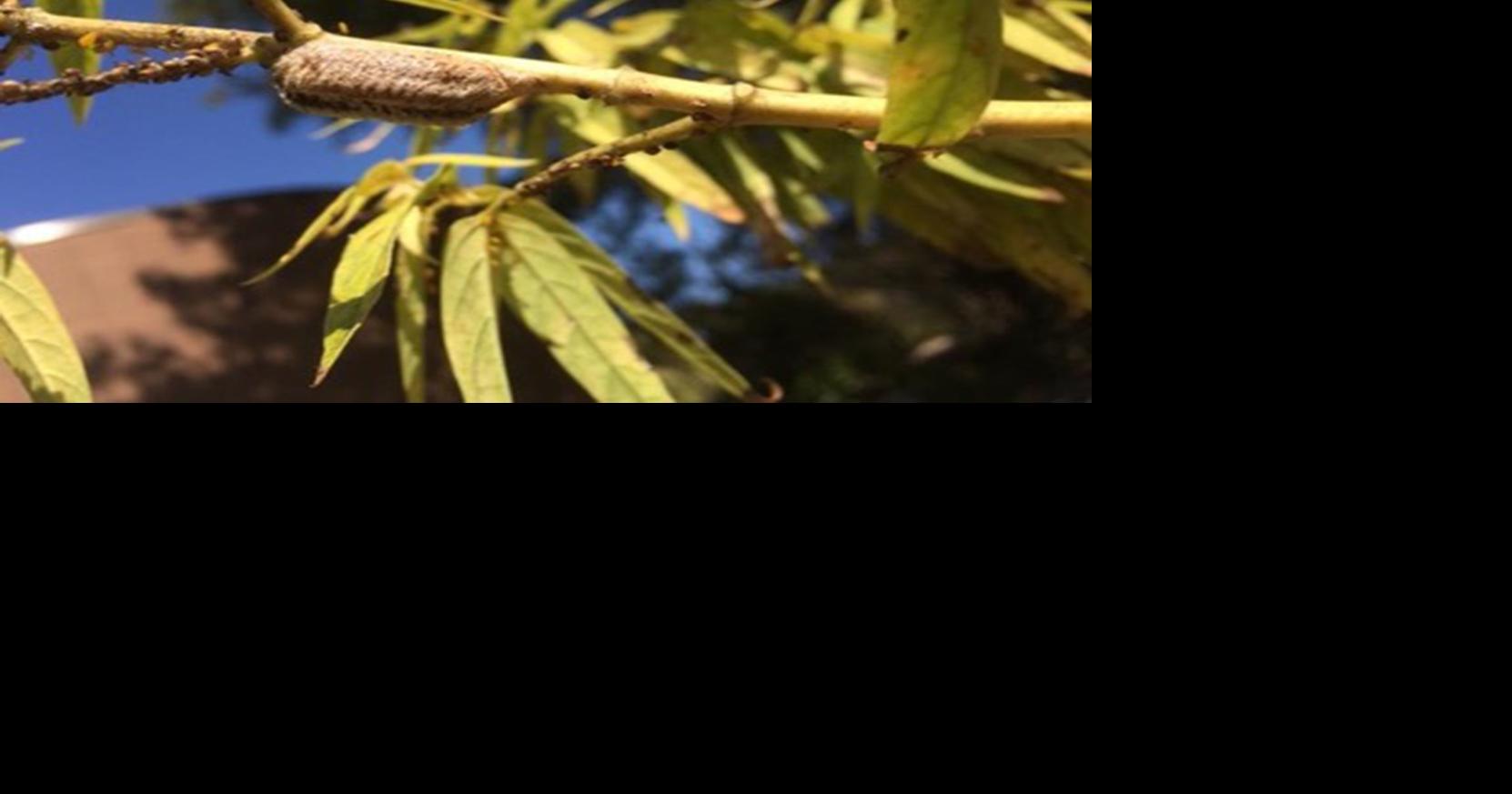 The notorious garden predator | News | douglascountysentinel.com