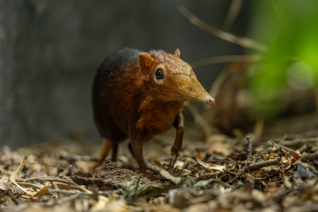 First-ever twin baby elephant shrews born at zoo | National ...