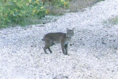 Bobcat Spotted In Orange County 