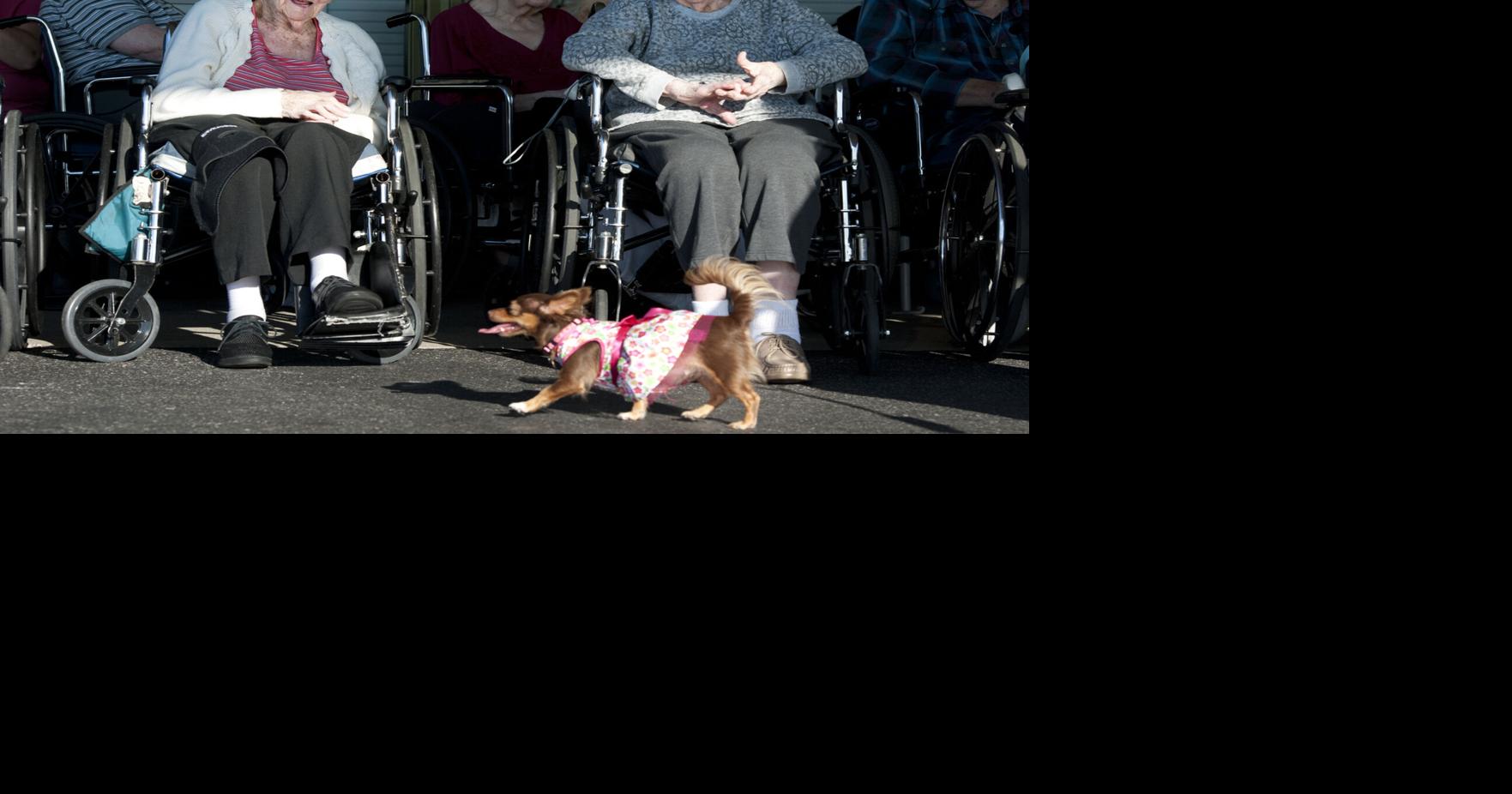 Photo Pet parade Local News