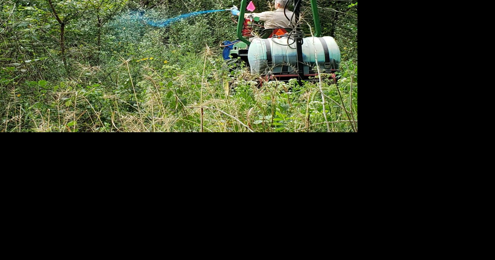 Dubois Cuonty land owners invited to invasive plant control training