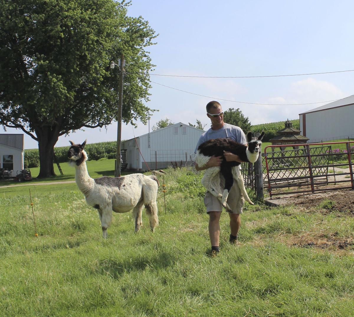 Zero Drama Llamas News Dyersvillecommercial Com