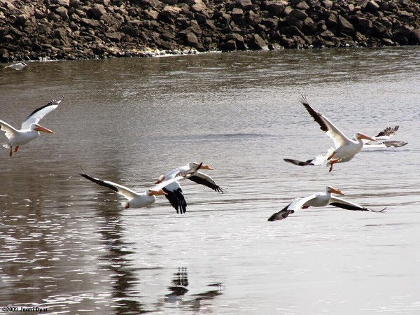 Pelicans stop in Iowa City on migration north