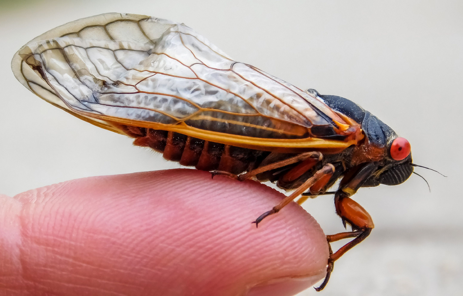 Virginia Is Expected to See Brood XIX Cicadas This Year