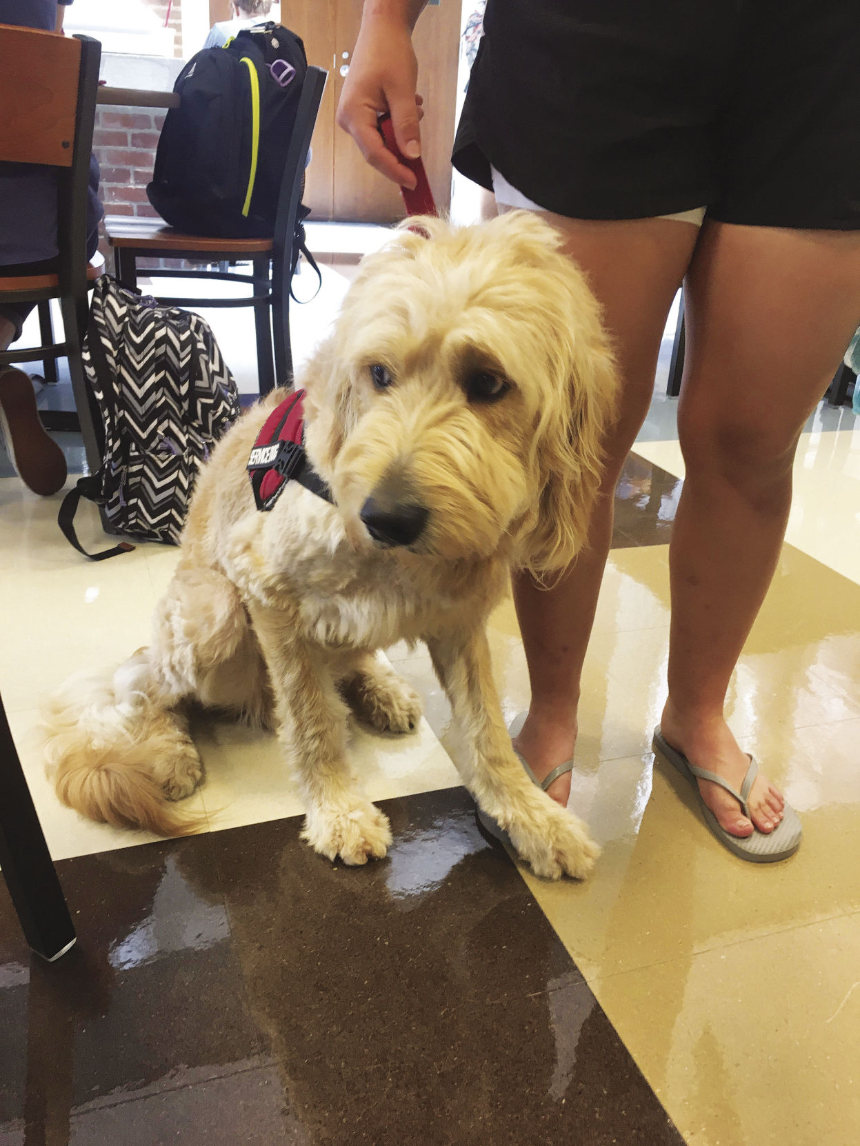 goldendoodle service dog