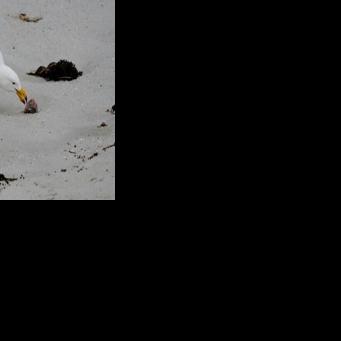 A Pacific Gull walks on a local beach in Esperance, a town on the south coast of Western Australia, on June 23, 2026. Two H5 bird flu cases have been confirmed in migratory birds found in the state of Western Australia, and officials are now warning of a third infection found hundreds of kilometres (miles) away in South Australia.
