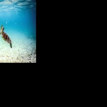 The Great Barrier Reef stretches along the coast of Queensland state and is a major tourism draw for Australia