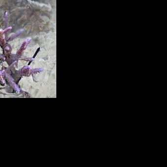 A healthy coral growing in the waters of the Naidiri Marine Biodiversity Park, a marine protected area located about 52 kilometres from Nadi