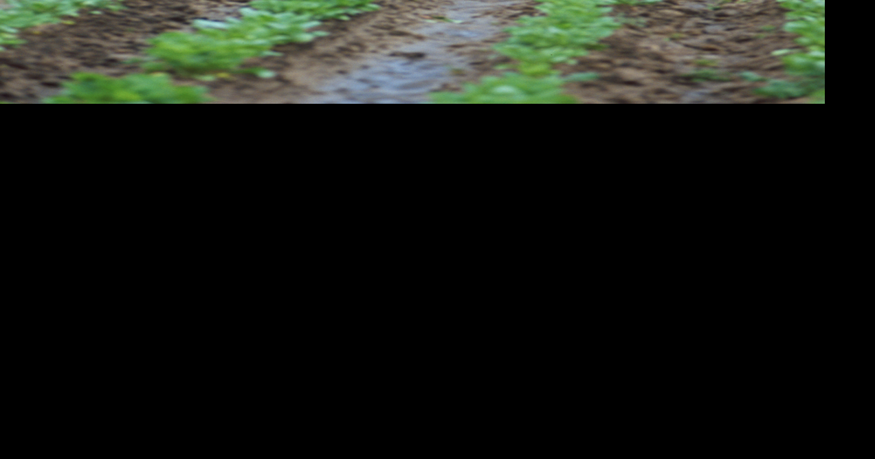 Survey: Most farmers can’t afford fertilizer