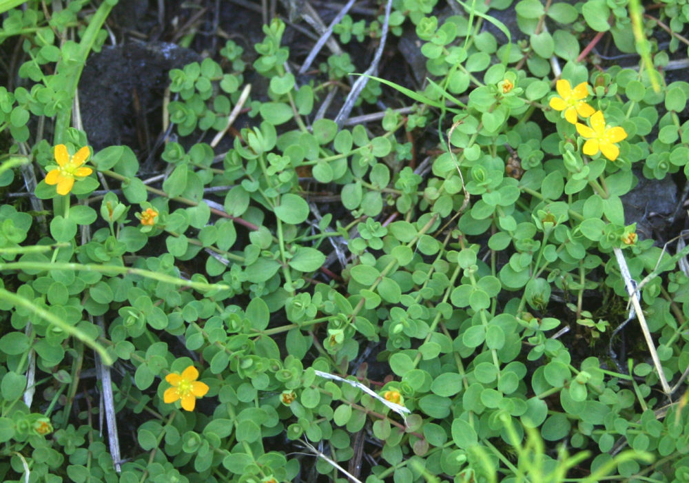 Bloomin Blues Check Sloppy Places For This Bloomer Local News Eastoregonian Com