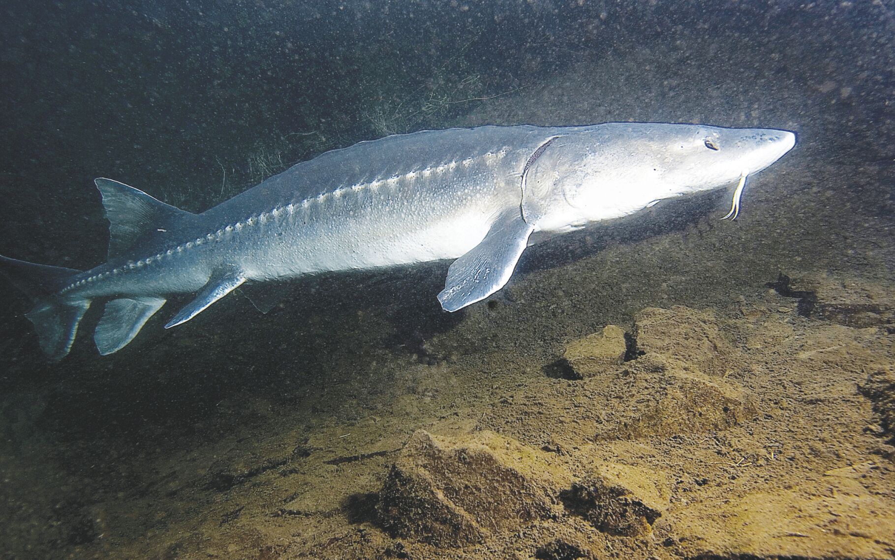 Managers Set 2024 Seasons For Sturgeon In Columbia Eastoregonian Com   65424964d2a82.image 