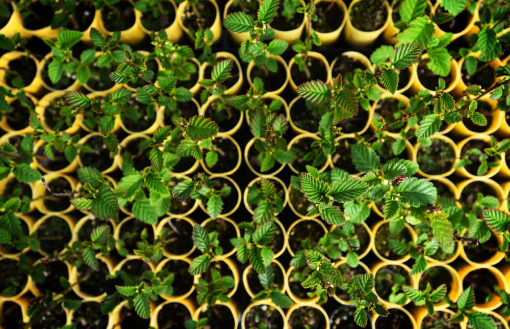 Native Species Sprout At Tribal Plant Nursery Local News Eastoregonian Com