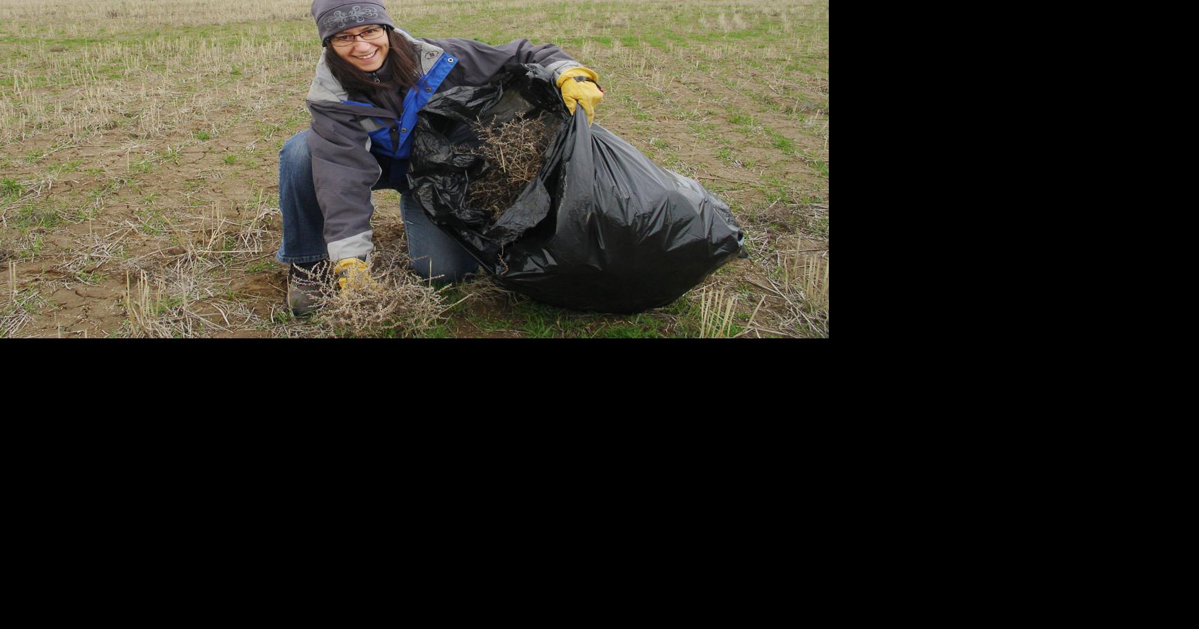 Glyphosate-resistant tumbleweed discovered in NE Oregon, Oregon