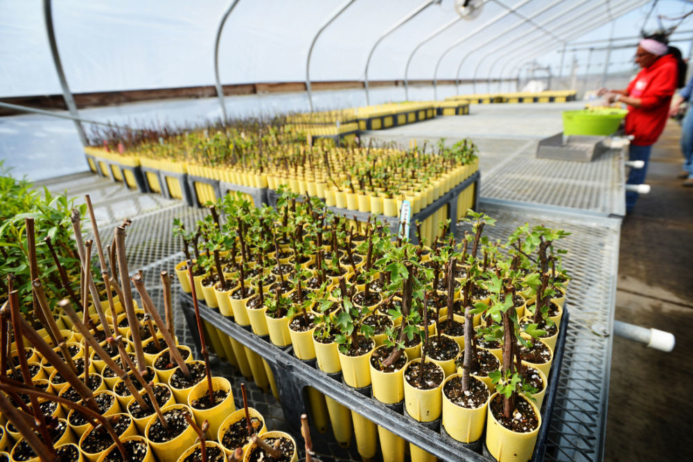 Native Species Sprout At Tribal Plant Nursery Local News Eastoregonian Com