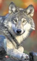 Feds announce final rule to delist wolves in Lower 48 states