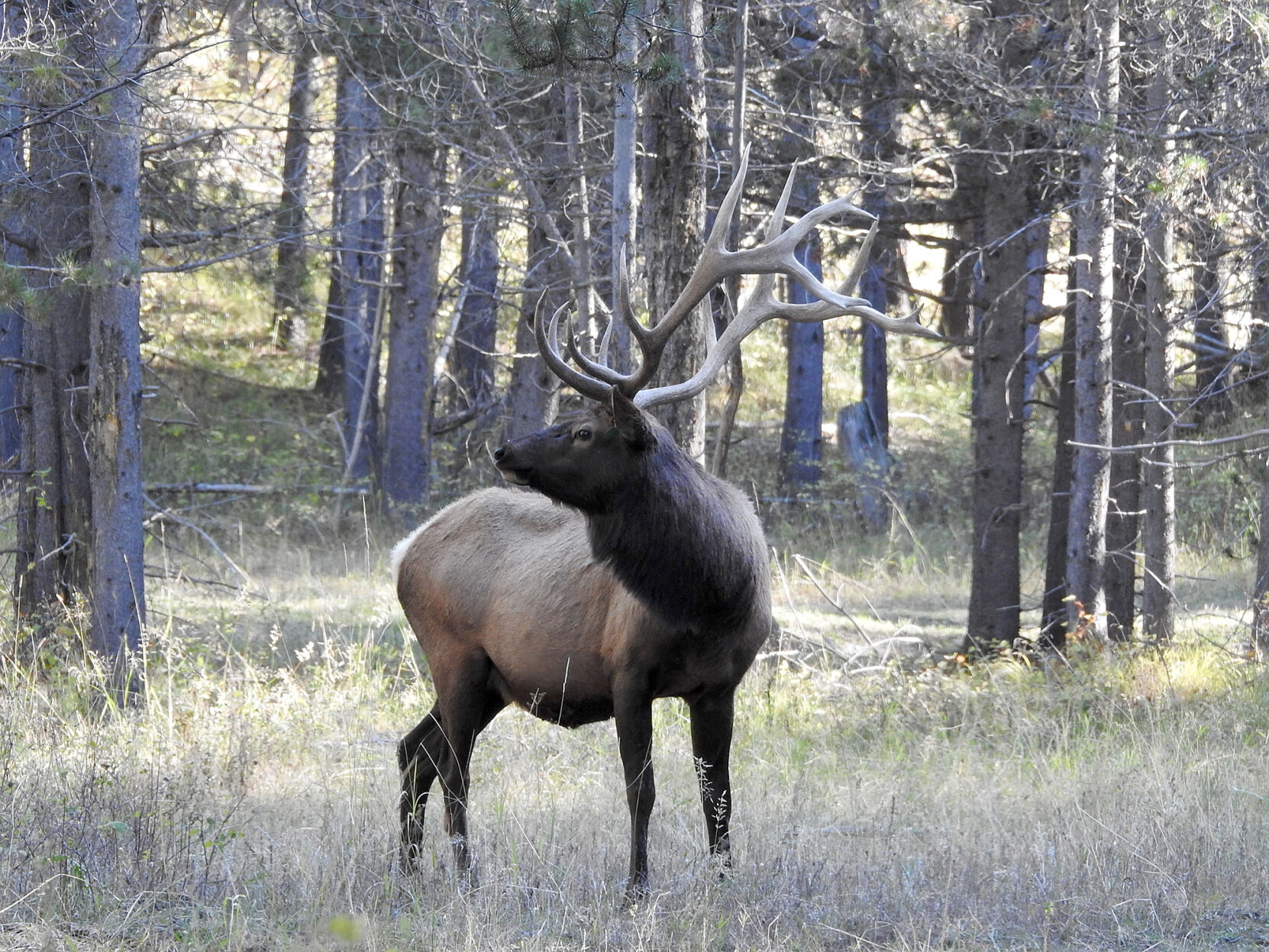 Elk bugle store