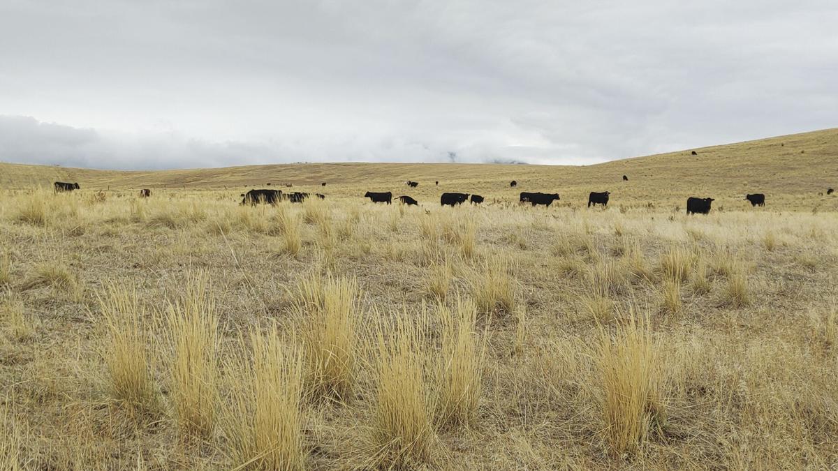 Nash cattle