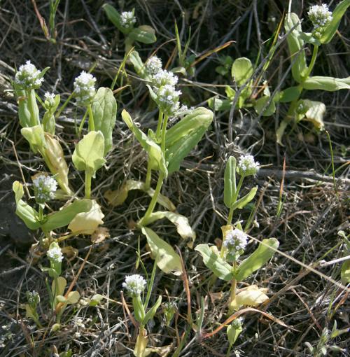 Bloomin Blues Longhorn Plectritis An Early Native Bloomer State Eastoregonian Com