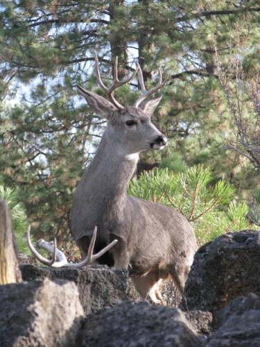 Potential hazard from deer in Medicine Hat: Alberta Environment