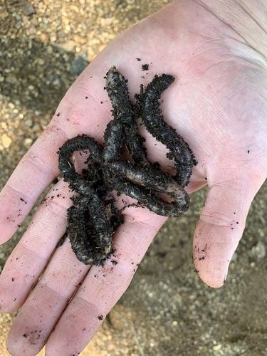 Caught Ovgard, Nightcrawlers rule in northern climes, but red worms are  best in the sultry South, Outdoors