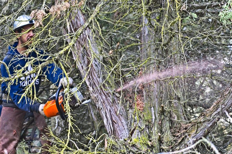 Wallowa County landowners battle an invasion: junipers | Local News - East Oregonian