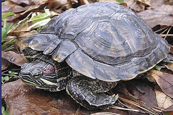 Are Red Eared Slider Turtles Illegal?