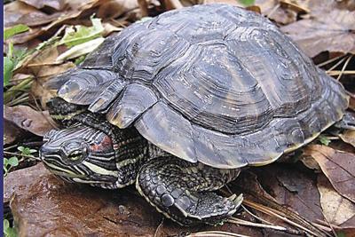 Is It Illegal to Sell Red Eared Slider Turtles?
