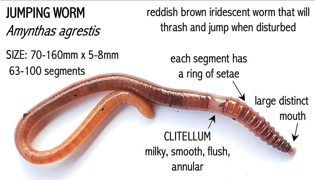 Invasive jumping worms wiggle way across Oregon, Botany