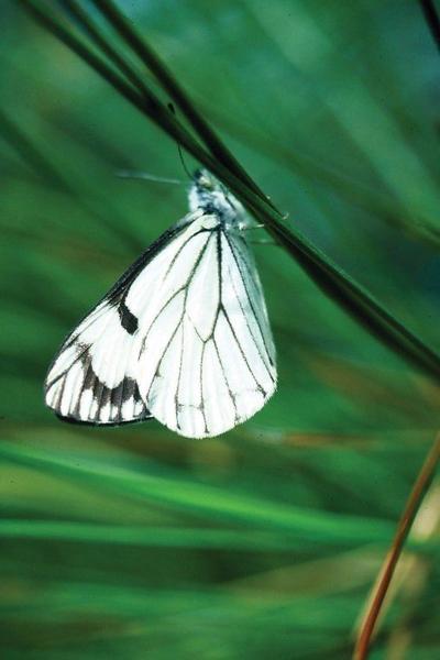 Pine butterflies catch attention of Northeast Oregon pine tree owners