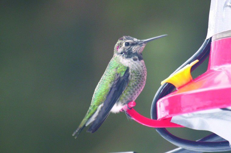 Hummingbird Migration Offers Rare Glimpse Outside