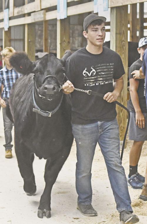 Breath of Fresh Air: Walking the cow