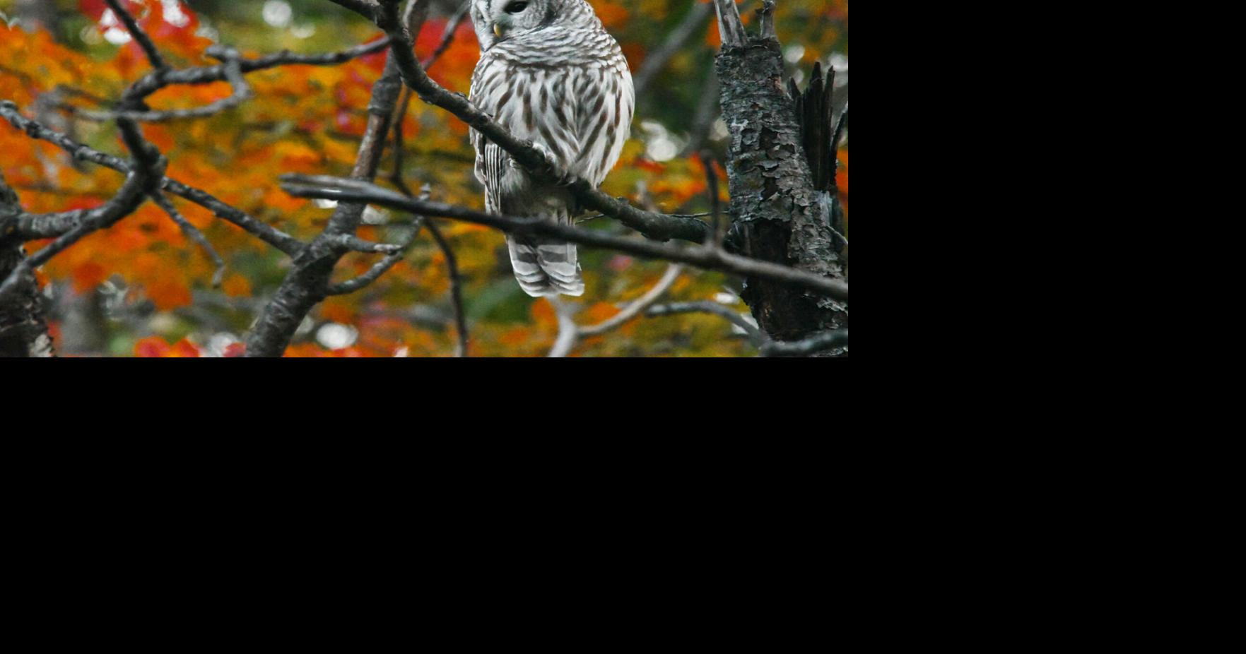 Fall owl | Photos | ehextra.com