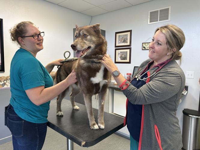VETS & PETS Vet shortage hits tricities No new clients accepted amid