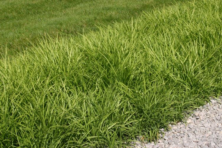 Spangenberg: Mowing can make or break lawns | Community | ehextra.com