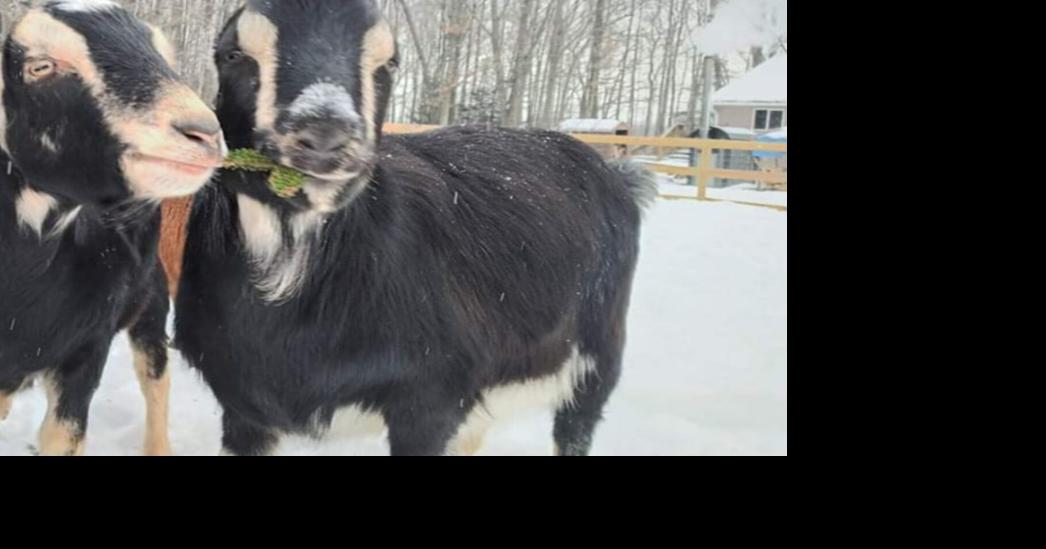 Get rid of old Christmas trees with sustainable options News