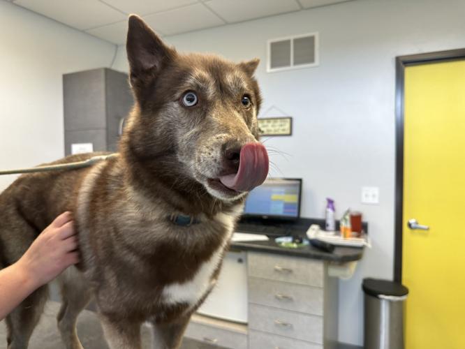 VETS & PETS Vet shortage hits tricities No new clients accepted amid
