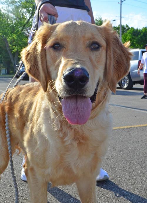 No "dog-tired" in community support 6
