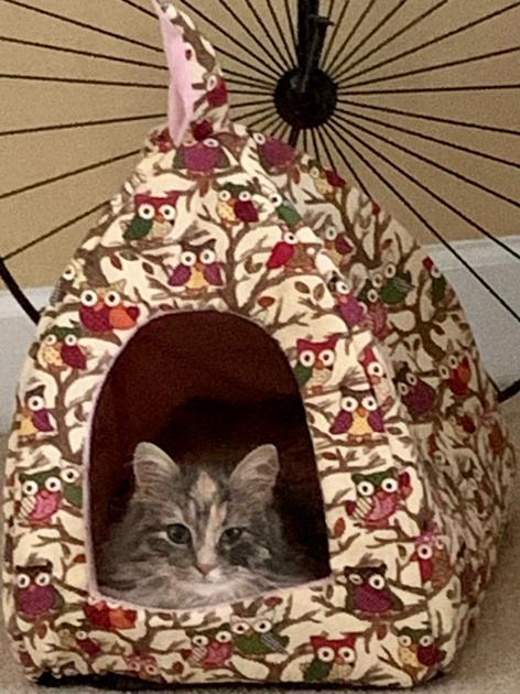 That's My Pet | Lifestyles | elkvalleytimes.com