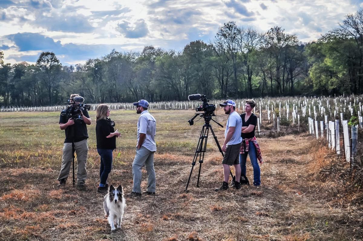 ‘White tube’ vegetative buffers to help watershed