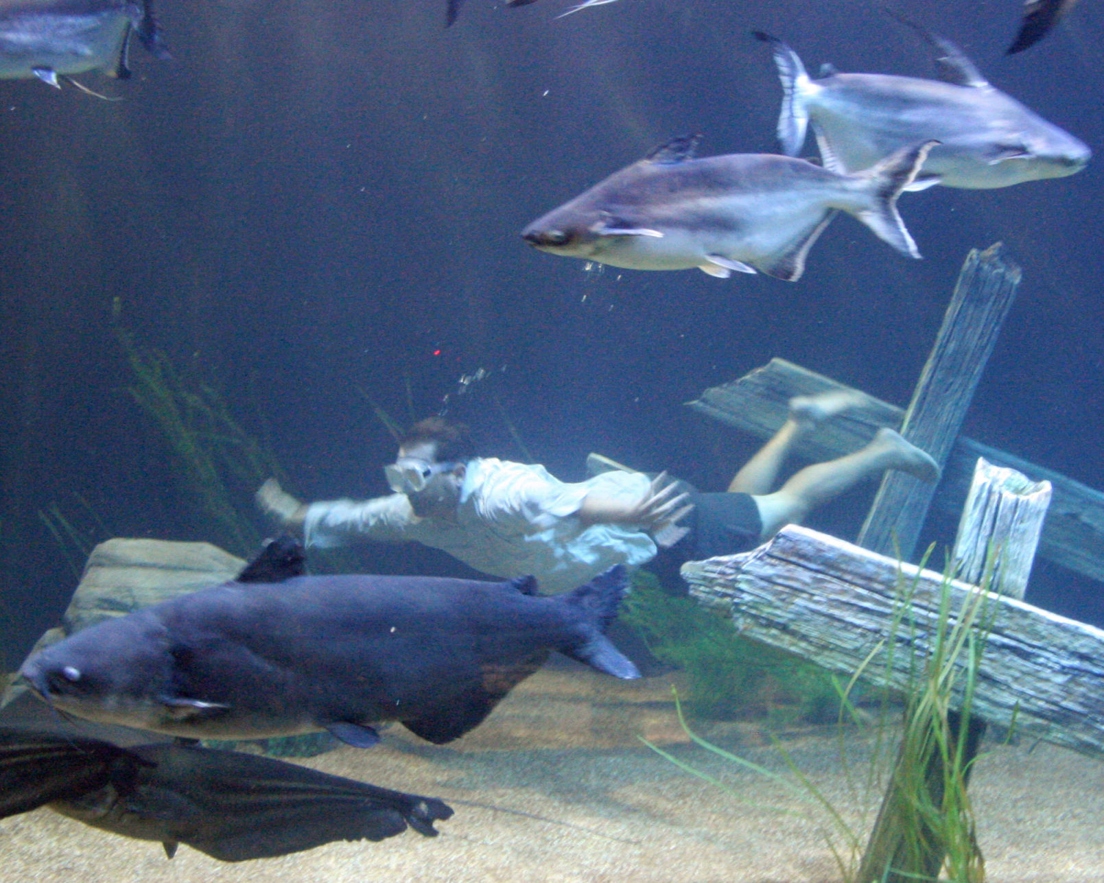 monster fish aquarium