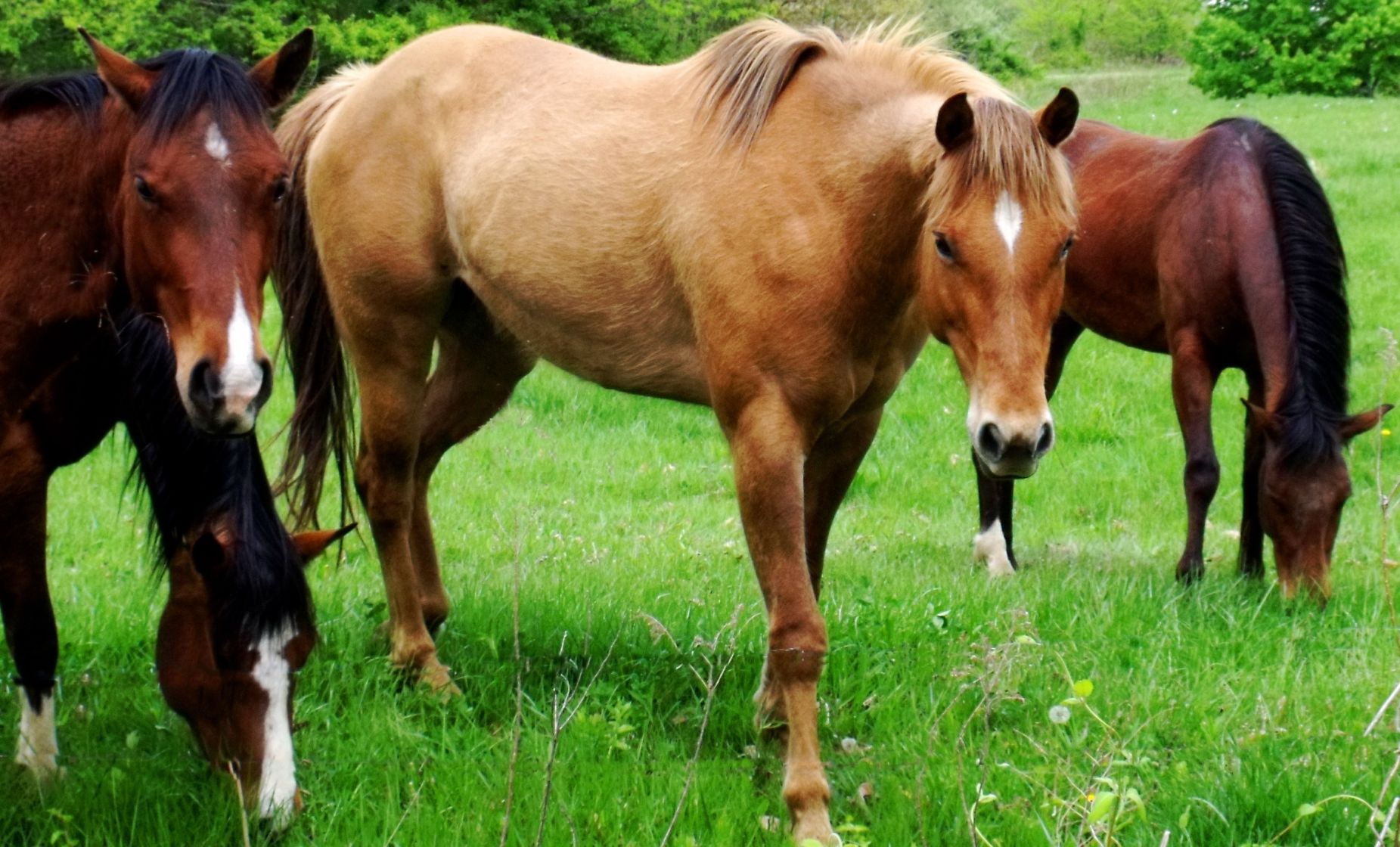 potomac horse fever confirmed in tennessee news elkvalleytimes com potomac horse fever