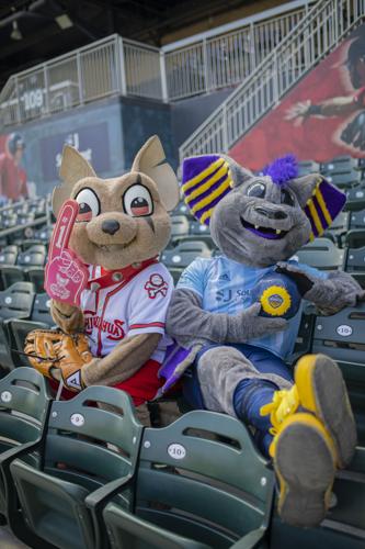 Locomotive, Chihuahuas welcome fans back in stands
