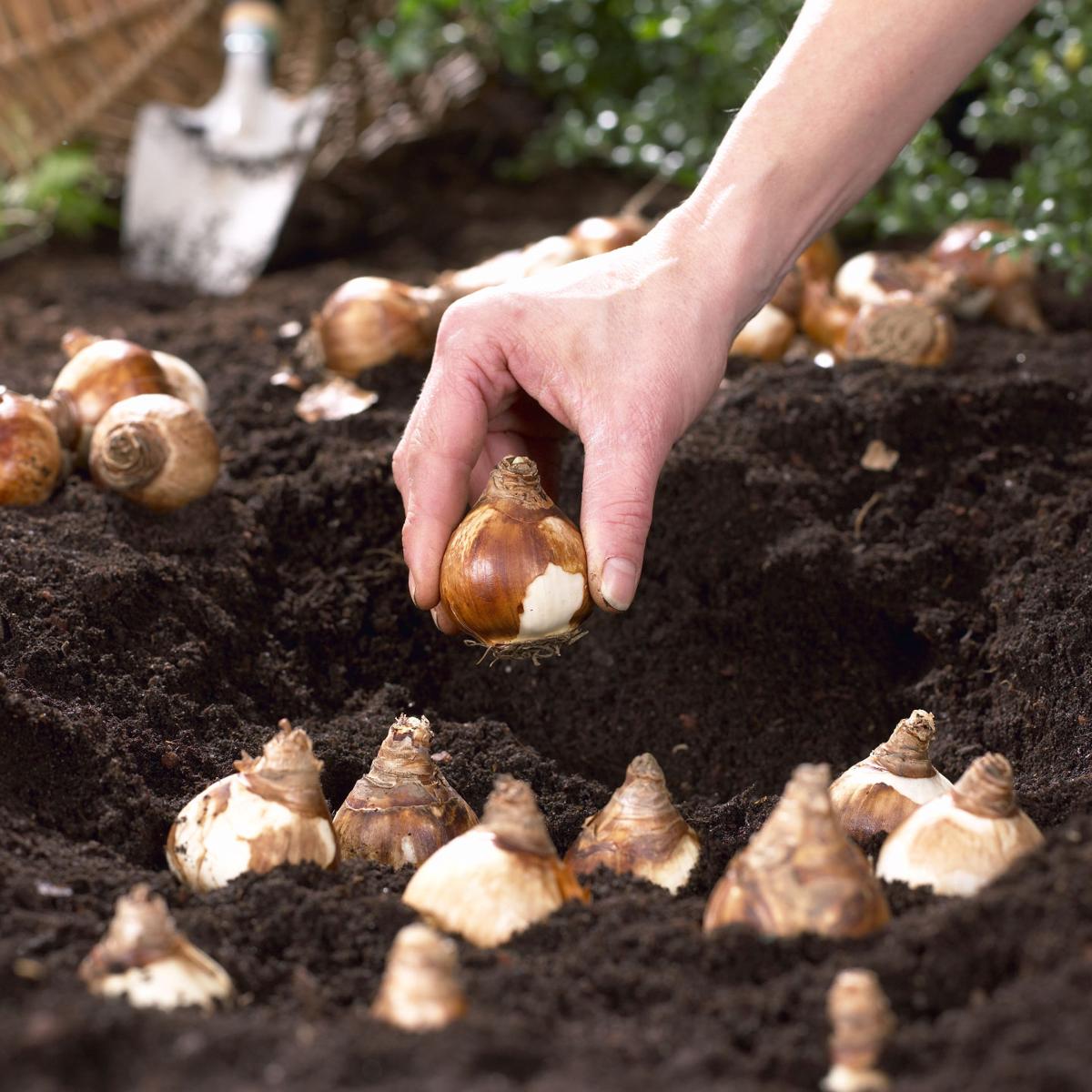 Daffodils in the desert Plant colorful bulbs now for