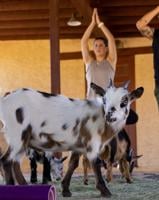 Baaa-maste: Goat yoga comes to the borderland